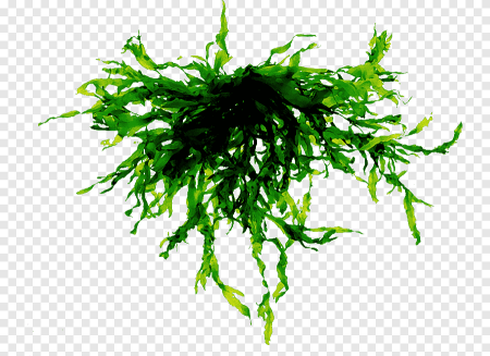 Картинки водоросли без фона (45 фото)