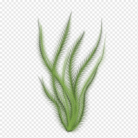 Прозрачные водоросли