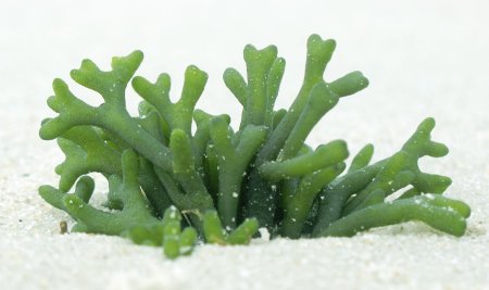 Морские водоросли спирулина