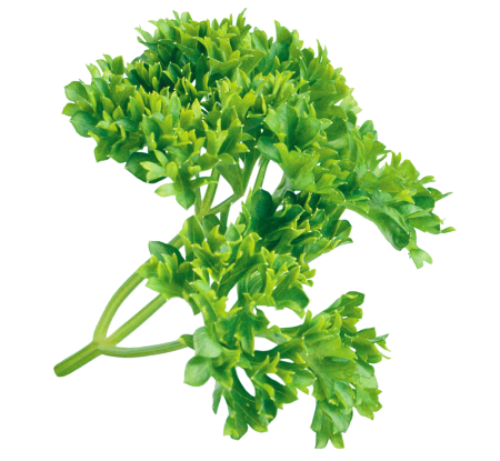 Петрушка ЗТП