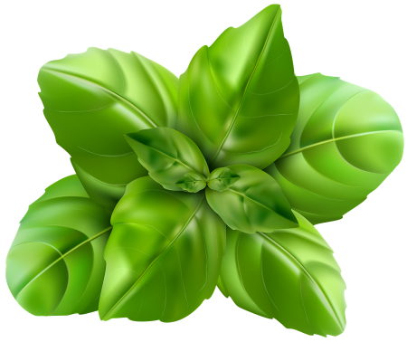 Basil Leaf