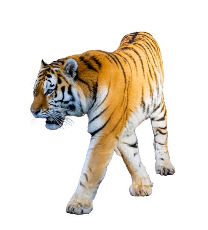 Картинки тигр без фона (43 фото)
