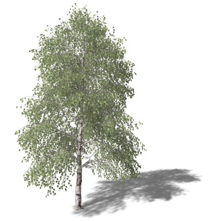 Берёза повислая