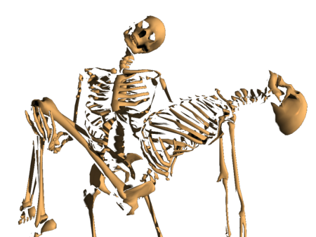 Разные скелеты
