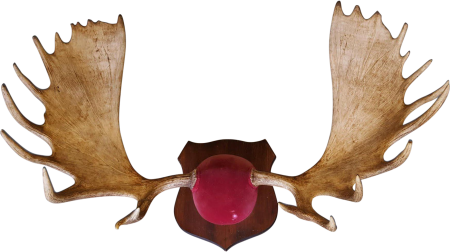 Оленьи рога на белом фоне