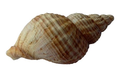 Ракушка для детей