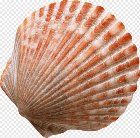 Раковина Conch Shell