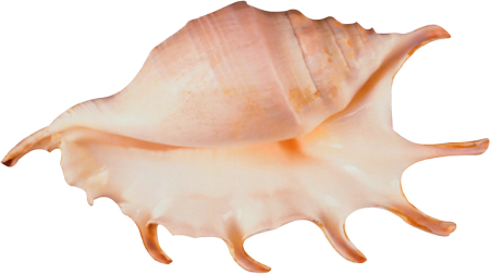 Морская раковина на белом фоне