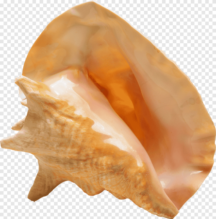 Прозрачная Ракушка