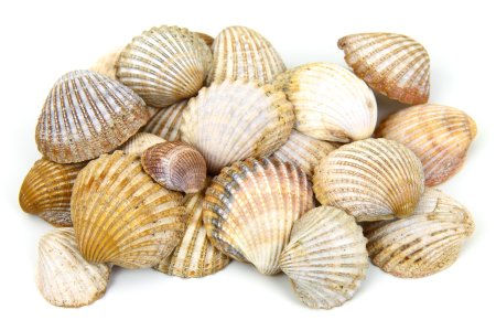 Морской гребешок Шелл