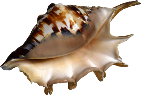 Морская раковина