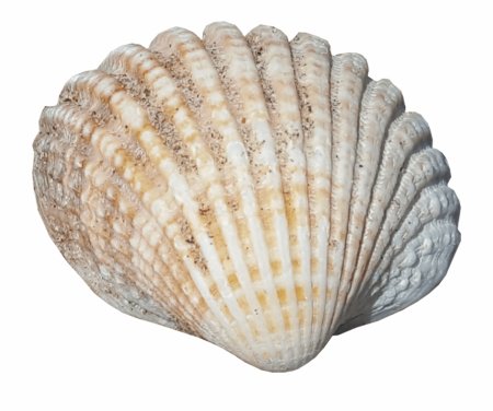 Морские ракушки для детей