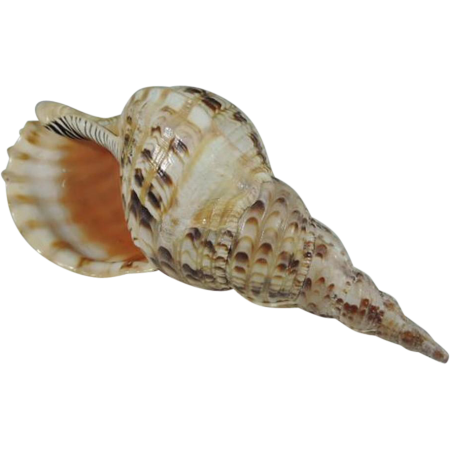 Charonia tritonis