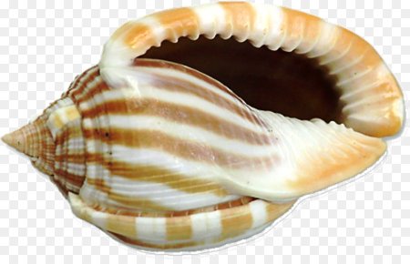 Ребенок с раковиной морской