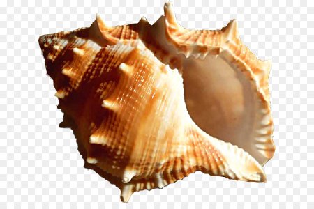 Ракушки на прозрачном фоне