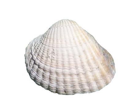 Раковина моллюска
