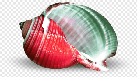 Морские ракушки для фотошопа