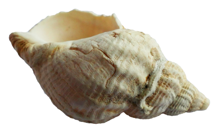Морская раковина