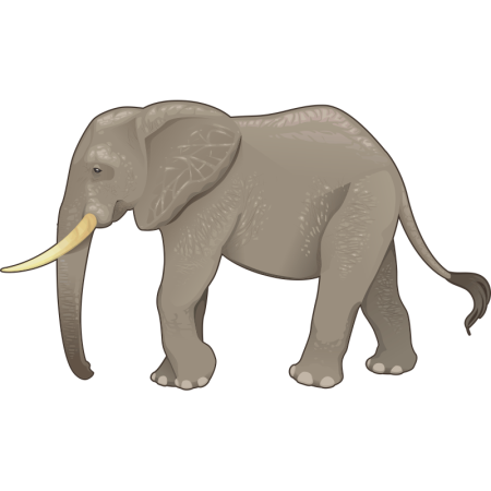 Слон на белом фоне