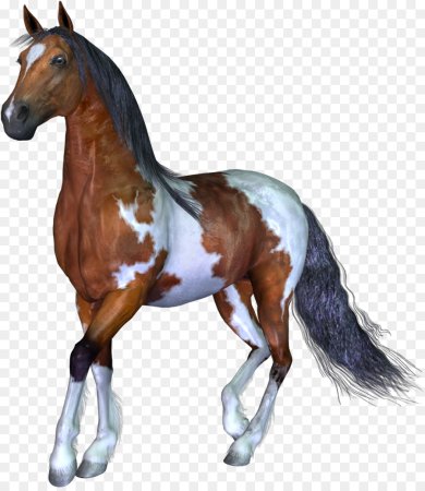Картинки лошадь без фона (60 фото)