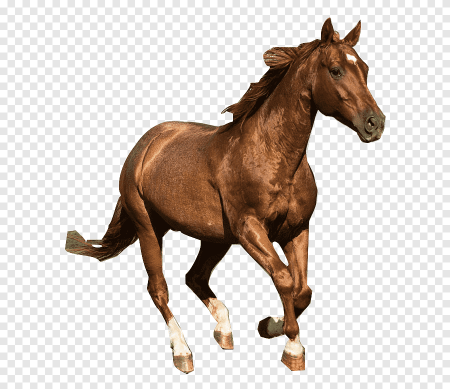 Лошадь без фона