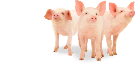 Поросенок на белом фоне