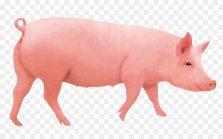 Картинки свинья без фона (60 фото)