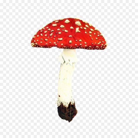 Мухомор на белом фоне