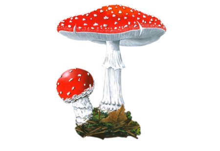 Мухомор пантерный