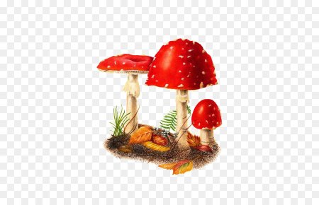 Корзина с грибами и мухомор