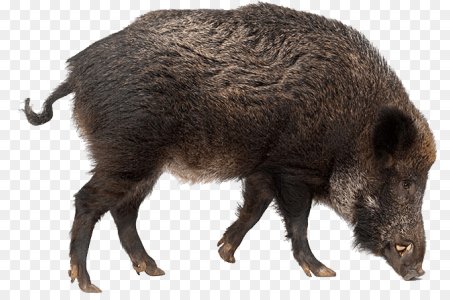 Кабан на белом фоне