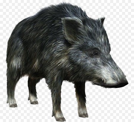 Дикий кабан
