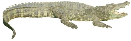 Узкорылый крокодил