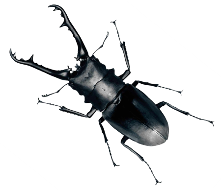 Жук-олень (Lucanus Cervus)