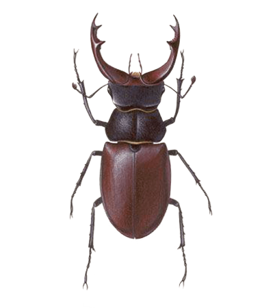Lucanus maculifemoratus