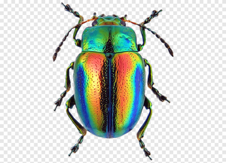 Жук Chrysolina