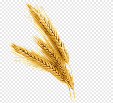 Картинки пшеница без фона (49 фото)