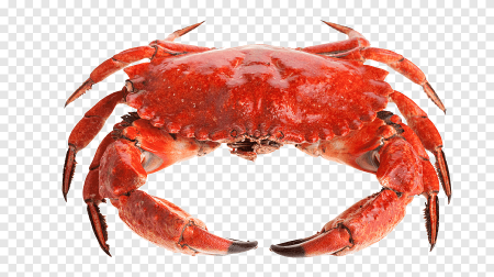 Красный краб Crustacea