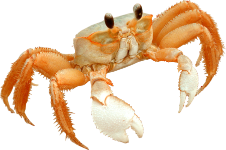 Краб на прозрачном фоне