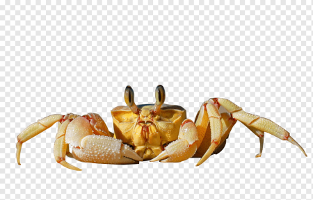Краб без фона