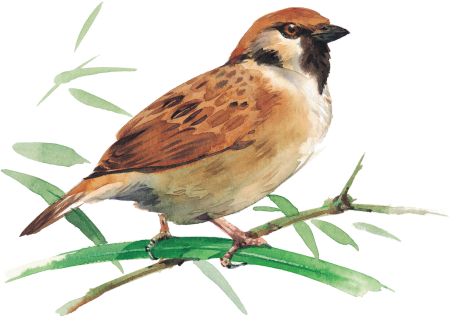 Воробей на белом фоне