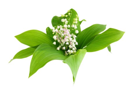Ландыш Майский на белом фоне