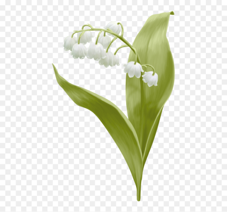 Цветы Ландыши
