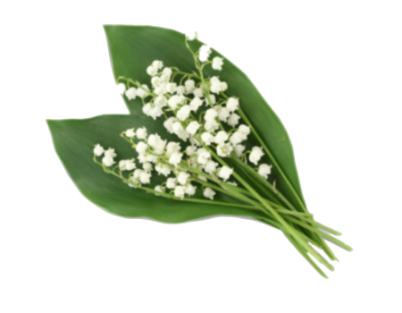 Ландыш Майский