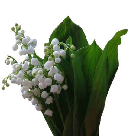 Ландыш Майский букет