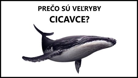 Кит на белом фоне