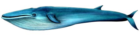 Картинки кит без фона (54 фото)