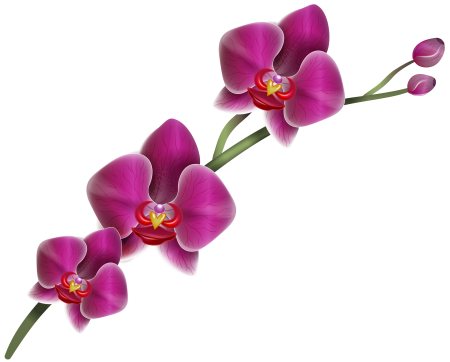 Сиреневая Орхидея фаленопсис PNG