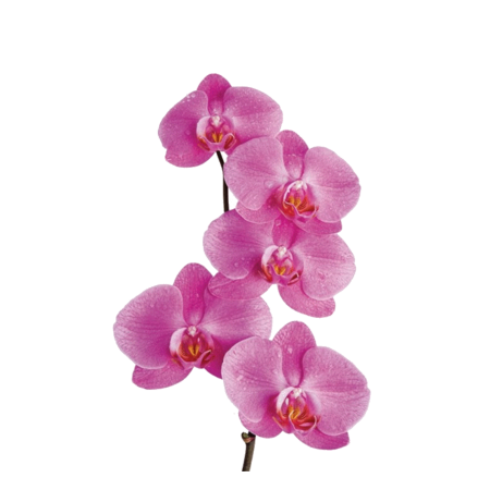 Картинки орхидея без фона (57 фото)
