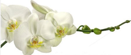 Ветка орхидеи на белом фоне